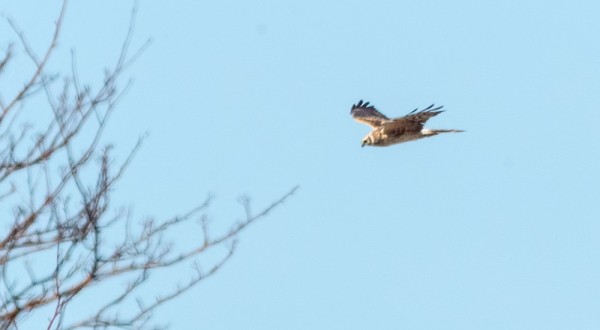 arosuohaukka_03_Korppoo_04_18