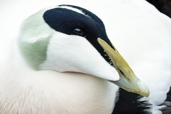 haahka_02_Korppoo_11_23