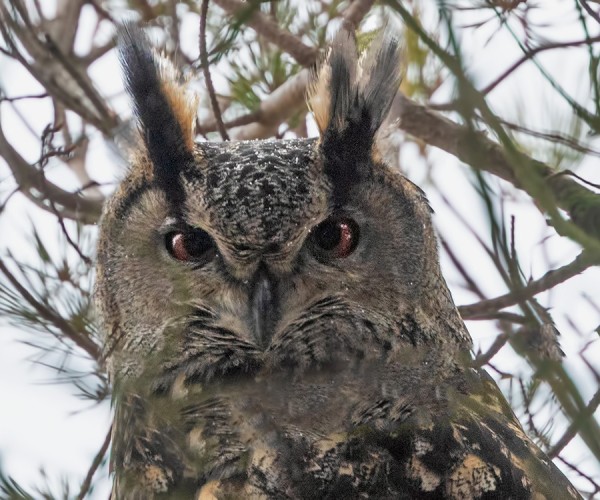 huuhkaja_05_Korppoo_01_19