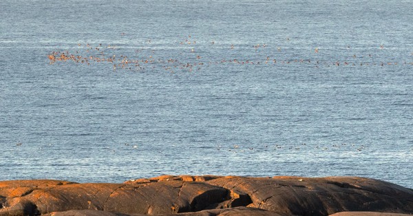 KAUKAA OTETTU KUVA MUUTTAVASTA ISOSIRRIPARVESTA