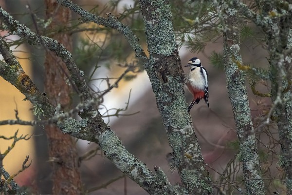 KOIRAS KÄPYTIKKA LIIKKUU EDELLEEN SAARESSA
