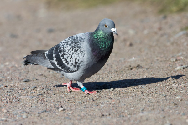PUOLASTA SAAPUNUT KIRJEKYYHKY