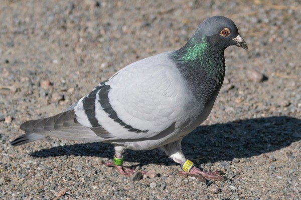 LUOTTAVAINEN PUOLALAINEN KIRJEKYYHKY