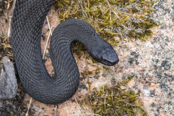 ENSIMMÄISET KÄÄRMEET ON NÄHTY --TÄSSÄ PIKIMUSTA KYY