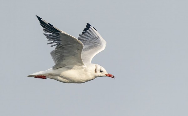 NUORIA JA TALVIPUKUISIA VANHOJA NAURULOKKEJA NÄKYY USEITA PÄIVÄSSÄ