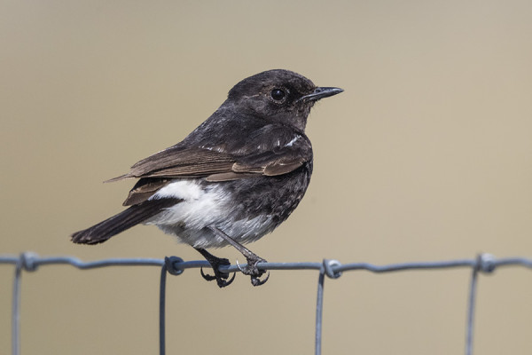 MUUTAMIA KEVÄÄN RAREJA - RUSORINTAKERTTU, LYHYTVARVASKIURU JA HUIKEA NOKITASKU!