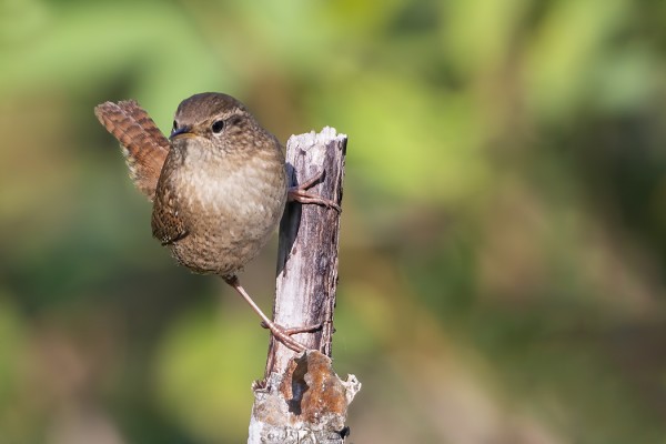 PEUKALOISTEN MUUTTO ON NYT VILKASTA