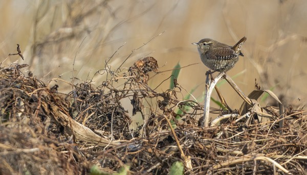 PEUKALOISIA ON EDELLEEN MUUTAMA PÄIVÄSSÄ