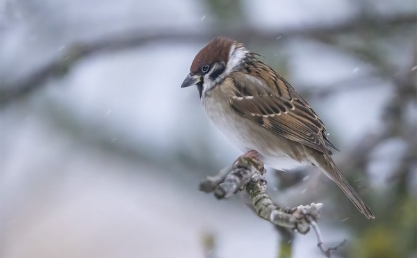 MYÖS PIKKUVARPUNEN JÄI TALVEKSI