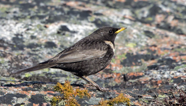 SAARESSA JO PITKÄÄN VIIHTYNYT NUORI KOIRAS SEPELRASTAS