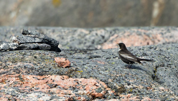 VANHEMMASTA KOIRAS SEPELRASTAASTA EN SAANUT TÄMÄN PAREMPAA KUVAA, ARKA!