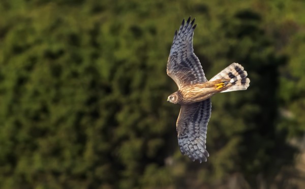 SINISUOHAUKKA ITÄNIITYLTÄ