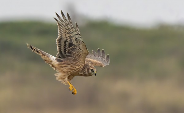 sinisuohaukka_04_Korppoo_10_20