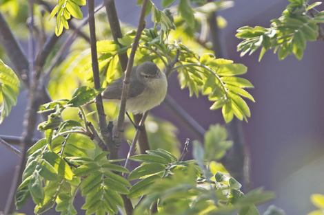 tristis