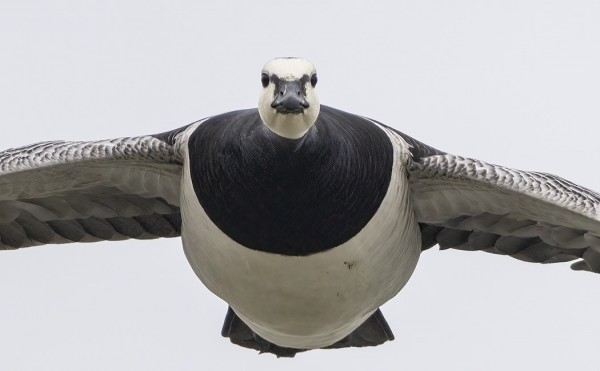 valkoposkihanhi_03_Turku_04_21